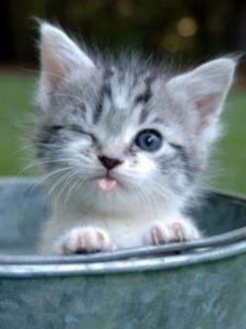 Wink-Cute-Kittens-and-Cats